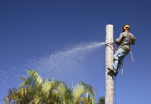 Best Weed Control  in USA